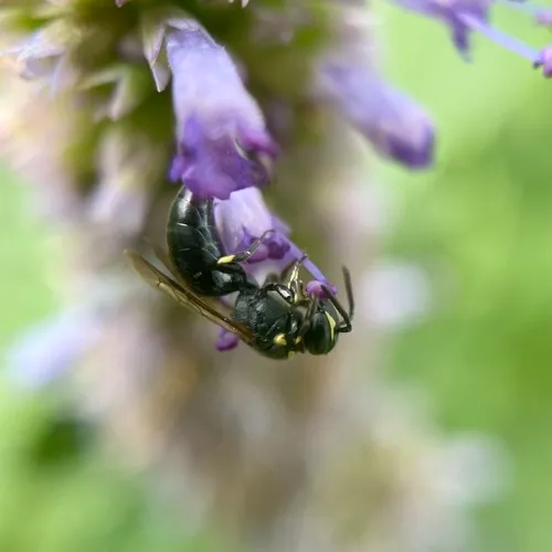 Modest Masked Bee