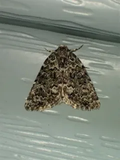 Cryphia Moth thumbnail 2