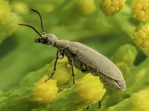 Epicauta pruinosa