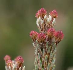 maritime pine thumbnail 1