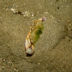 Lady Crab thumbnail 4