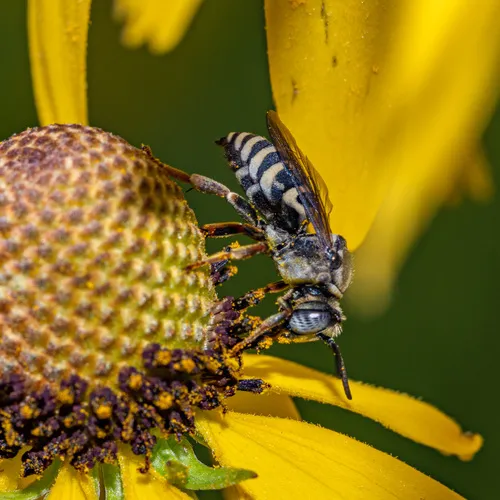 Goldenrod Longhorn-Cuckoo Bee