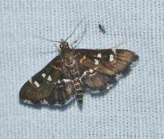 Harlequin Webworm Moth thumbnail 2