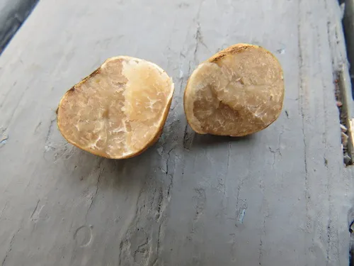 Tuber maculatum