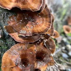 Shiny cinnamon polypore thumbnail 4