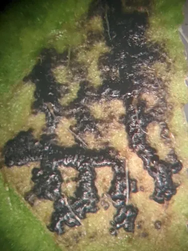 Melasmia menziesiae