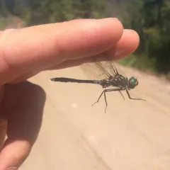 American Emerald thumbnail 3