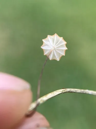 Marasmius graminum