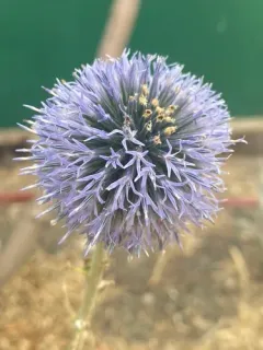 southern globe thistle thumbnail 3