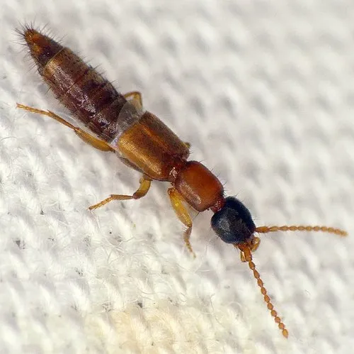 Lithocharis nigriceps