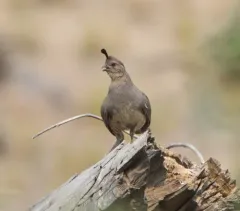 Gambel's Quail thumbnail 2