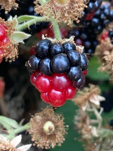 Redberry Mite