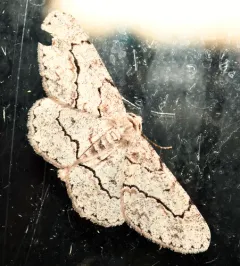 Stenoporpia pulmonaria thumbnail 2