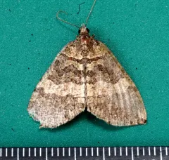 July Highflyer Moth thumbnail 2