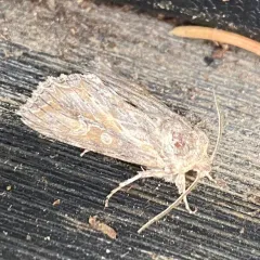 Rhizagrotis stylata thumbnail 3