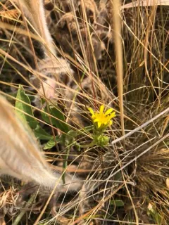 Palouse Goldenweed thumbnail 4