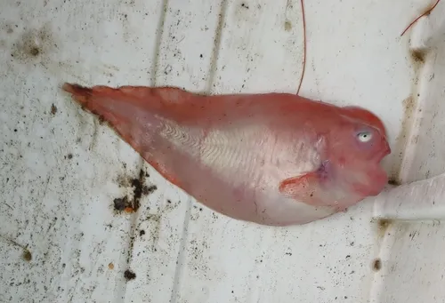 Careproctus scottae