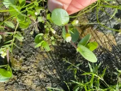 Roundleaf Water-hyssop thumbnail 3