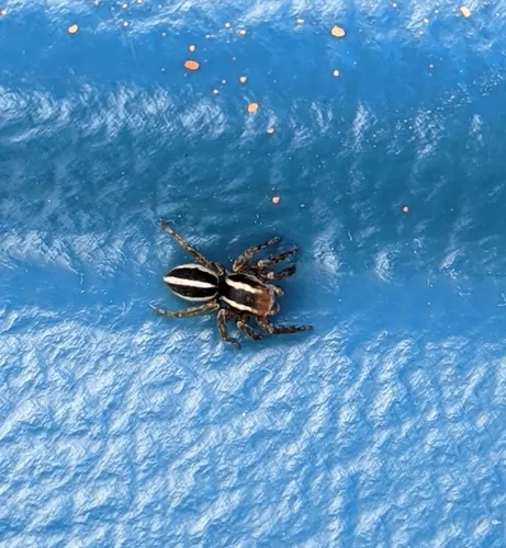 Phlegra hentzi