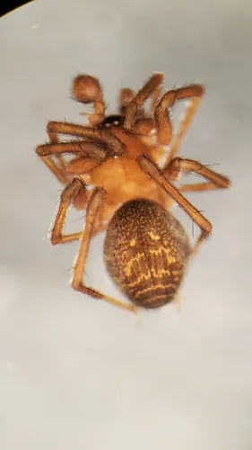 Glacial Hahniid Spider