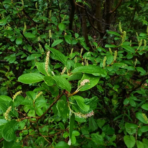 Rock Willow