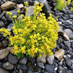 Yellow Saxifrage thumbnail 2