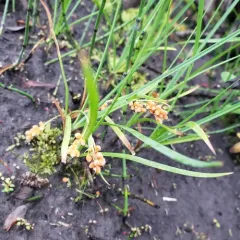 golden sedge thumbnail 1