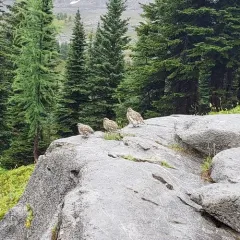 White-tailed Ptarmigan thumbnail 4