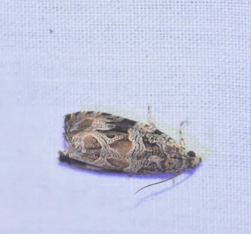 Olethreutes atrodentana