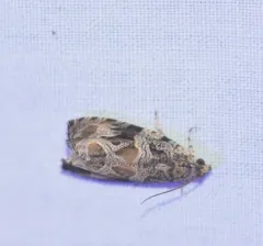 Olethreutes atrodentana thumbnail 1
