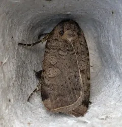 Brown-collared Dart thumbnail 1