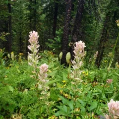 mountain paintbrush thumbnail 2