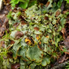 Chocolate Chip Lichen thumbnail 4
