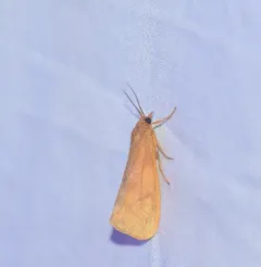 Rusty Virbia Moth thumbnail 3