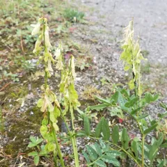 Yellow Sweet-vetch thumbnail 3