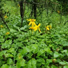 broadleaf arnica thumbnail 4