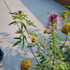 Rocky Mountain Beeplant thumbnail 4
