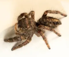 Phidippus cryptus thumbnail 3