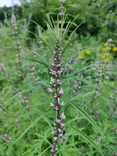 Chinese motherwort
