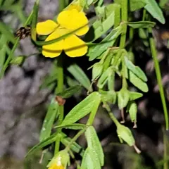 golden hedge-hyssop thumbnail 2