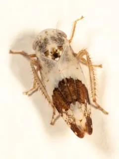 Norvellina novica thumbnail 3