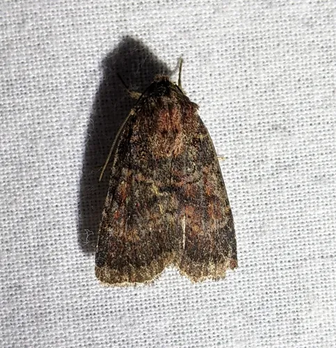Anhimella perbrunnea