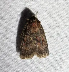 Anhimella perbrunnea thumbnail 1