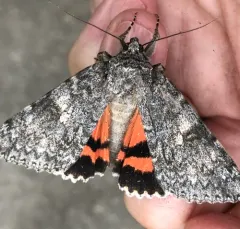 Meske's Underwing Moth thumbnail 4