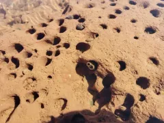 Atlantic Mud-piddock thumbnail 3
