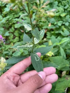 Liriomyza phloxiphaga thumbnail 1