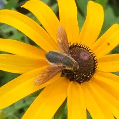 Poecilanthrax tegminipennis thumbnail 3