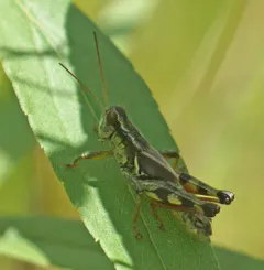 Walsh's Locust thumbnail 4