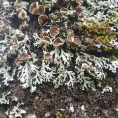Black-foam Lichen thumbnail 1