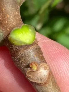 Tun tree thumbnail 4